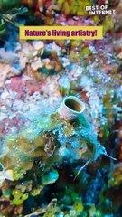 Nature's Underwater Masterpiece: The Tube Worm || Best of Internet