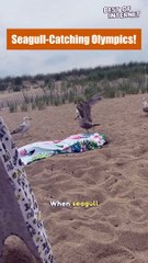 Seagull Shenanigans: The Hilarious Capture || Best of Internet