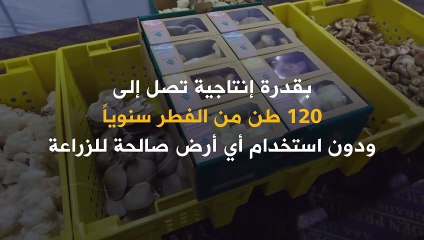 مزرعة فطر مبتكرة في قلب الصحراء 🌱