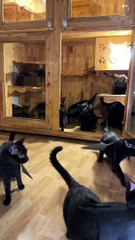 Bat Cats Fly Away From Enclosure
