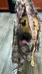 Kangal Chewed Through Shirt