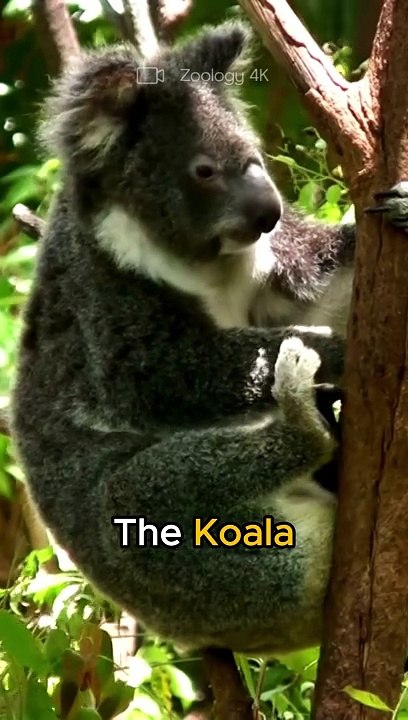 Koalas sleep for up to 22 hours.
