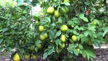Limon Üreticilerinden Çağrı: Limonlarımızı Alıp Limonata Yapsınlar