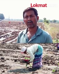 रब्बी हंगाम आला, शेतकऱ्यांचा कल ' या'  पिकाकडे
