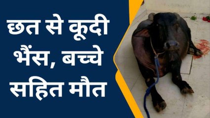 छत से कूद कर भैंस ने दे दी जान, गर्भ में पल रहे बच्चे की भी मौत, जानें मामला