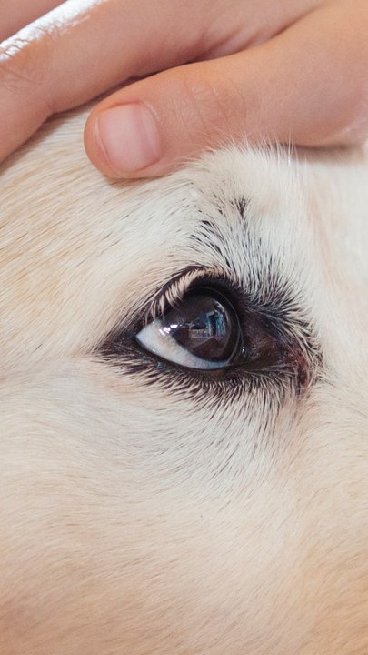 CAM - Pourquoi vous devriez caresser plus souvent votre chien ?
