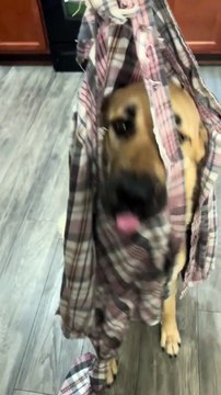 Kangal Chewed Through Shirt