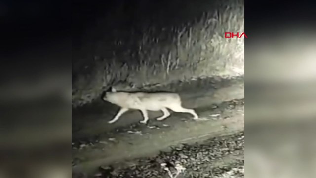Şehre inen kurtları güvenlik kamerassı kaydetti