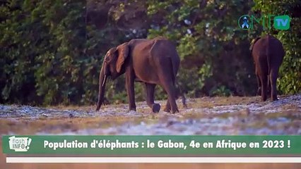[#flashinfo] Population d'éléphants : le Gabon, 4e en Afrique en 2023 !