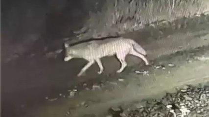 Ardahan'da gece vakti çiftliğe inen kurtlar kamerada