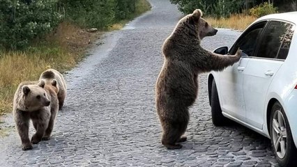 Uyarılara aldırmıyorlar, ayıları elle besliyorlar