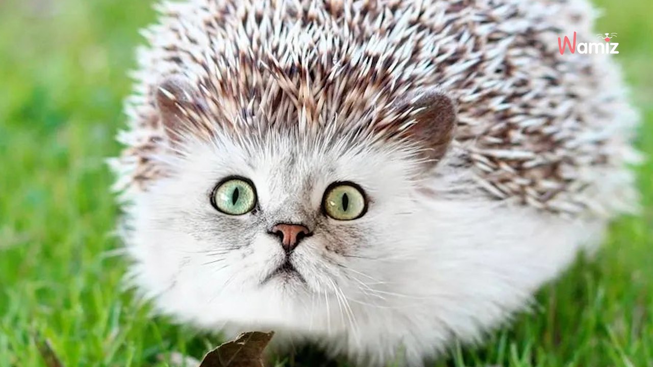 Elle s’amuse a photoshopper des chats : plus de 200 000 personnes sont hilares devant les résultats