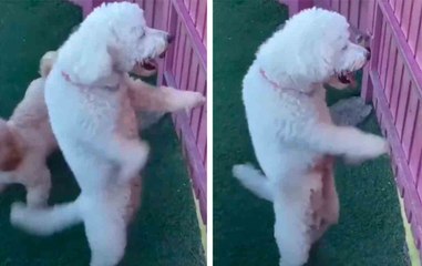 Hilarinen video: harvoin näet koiran tanssivan paremmin kuin tämä