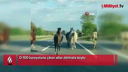 Asfaltı pist sanıp dörtnala koştular: Görenler şaşkına döndü