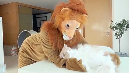 Lion King LuLu | Kittisaurus