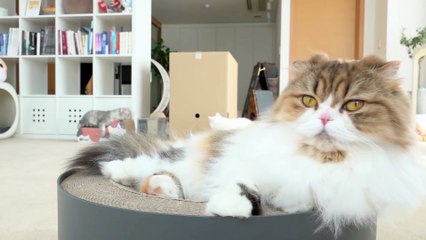 Cats vs Mystery Box | Kittisaurus