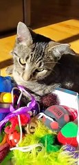 Catnip Cat Nap On Toy Box