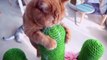 Highlights of MoMo the Cat | Kittisaurus
