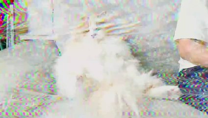 Highlights of DD the Cat | Kittisaurus
