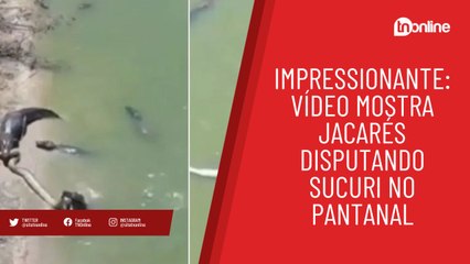 Descargar video: Impressionante: vídeo mostra jacarés disputando sucuri no Pantanal