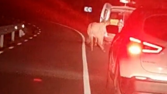 Denunciado un conductor que arrastró un burro atado al vehículo en Corbera de Llobregat