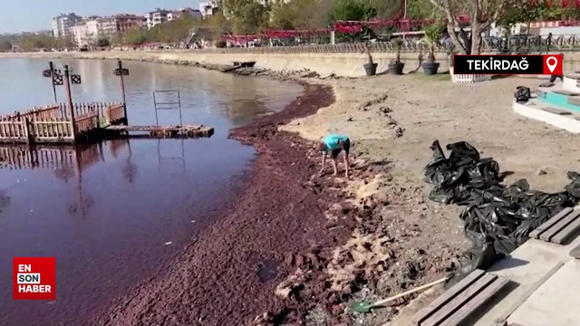 Tekirdağ'da lodos nedeniyle sahilde kırmızı yosun birikti