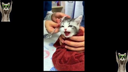 New Funny Animals Video 2023 _ Funniest Cats and Dogs Videos _ New Funny Video Of Cat And Dogs #276