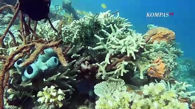 Kekayaan Laut Indonesia Merupakan Potret kemiskinan Wilayah Pesisir, Kok Bisa? | BERKAS KOMPAS