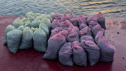 İstanbul'da 1 ton kaçak midye ele geçirildi
