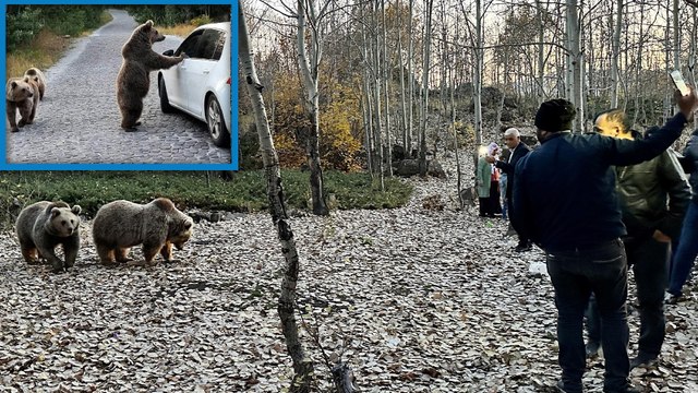 Uyarılara aldırmayan ziyaretçiler ayıları elle besleyip, selfi çekiyor