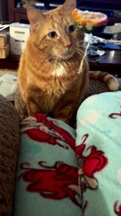 Cat Gags At Zucchini Pizza