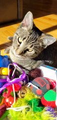 Catnip Cat Nap On Toy Box