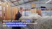 En Nouvelle-Zélande, des éleveurs se préoccupent du bien-être de leurs moutons