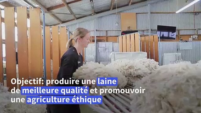En Nouvelle-Zélande, des éleveurs se préoccupent du bien-être de leurs moutons
