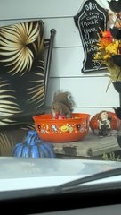 Squirrel In Halloween Candy Bowl