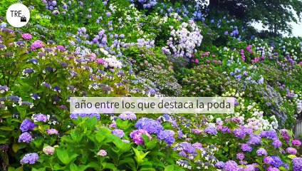 El truco para que la floración de tus hortensias sea más intensa: cómo y cuando tienes que podarlas exactamente