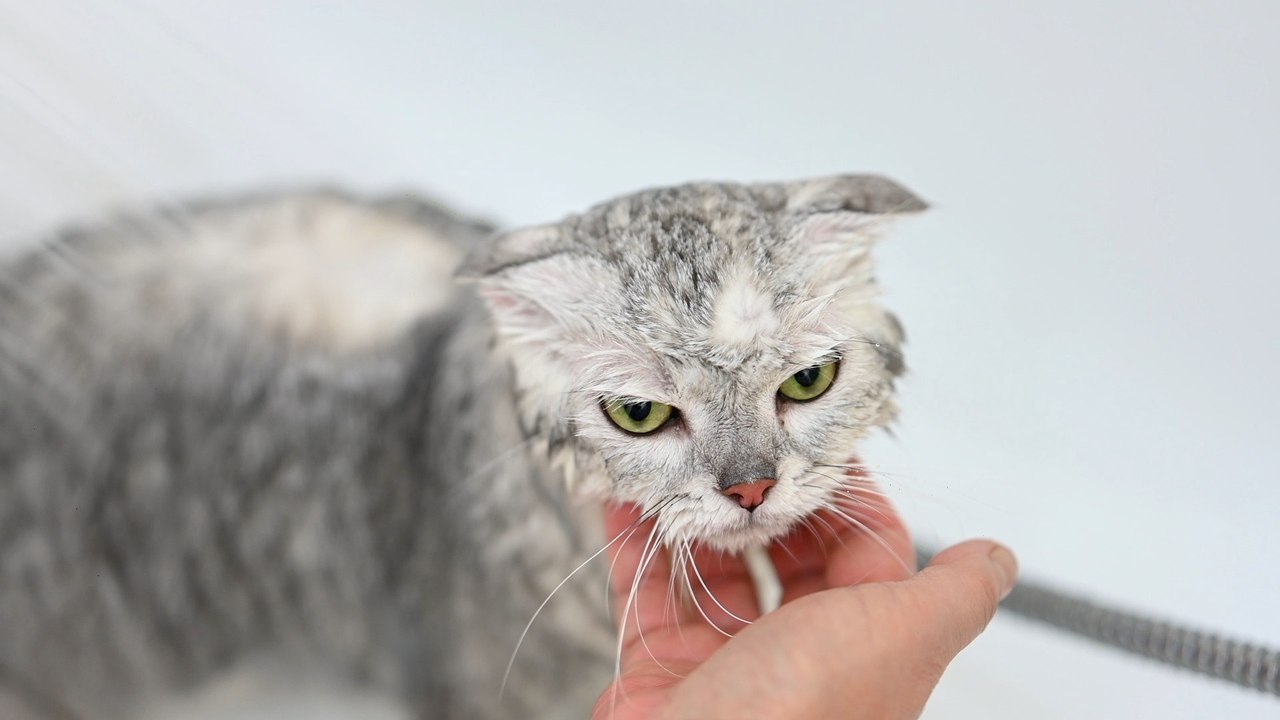 Cats Reveal Their True Feelings with Over 276 Facial Expressions, And Still Won't Fetch!