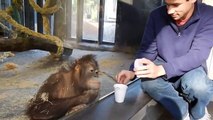 Regardez la réaction de ce singe face à un tour de magie... trop mignon