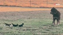 Le chien est poursuivi par trois intrus dans un champ : 2,1M de personnes oscillent entre rires et larmes (vidéo)