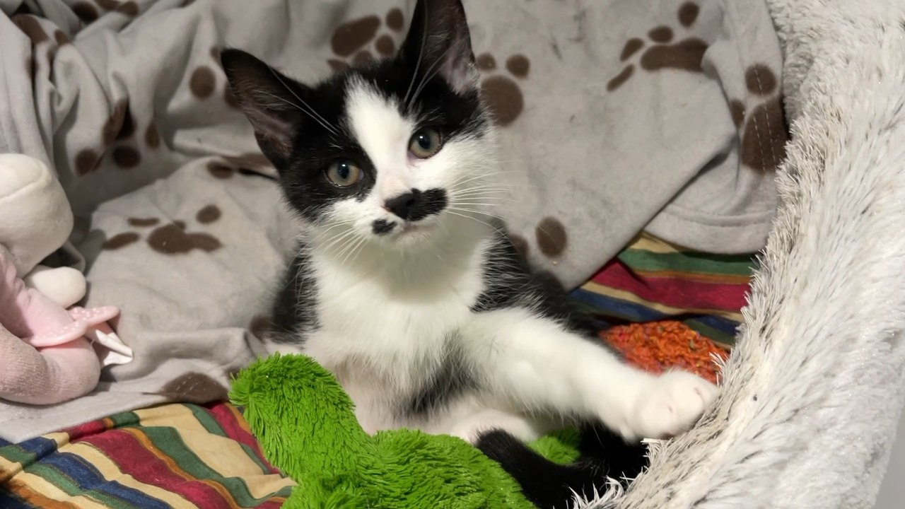 Leeds Cat Centre 10th Anniversary