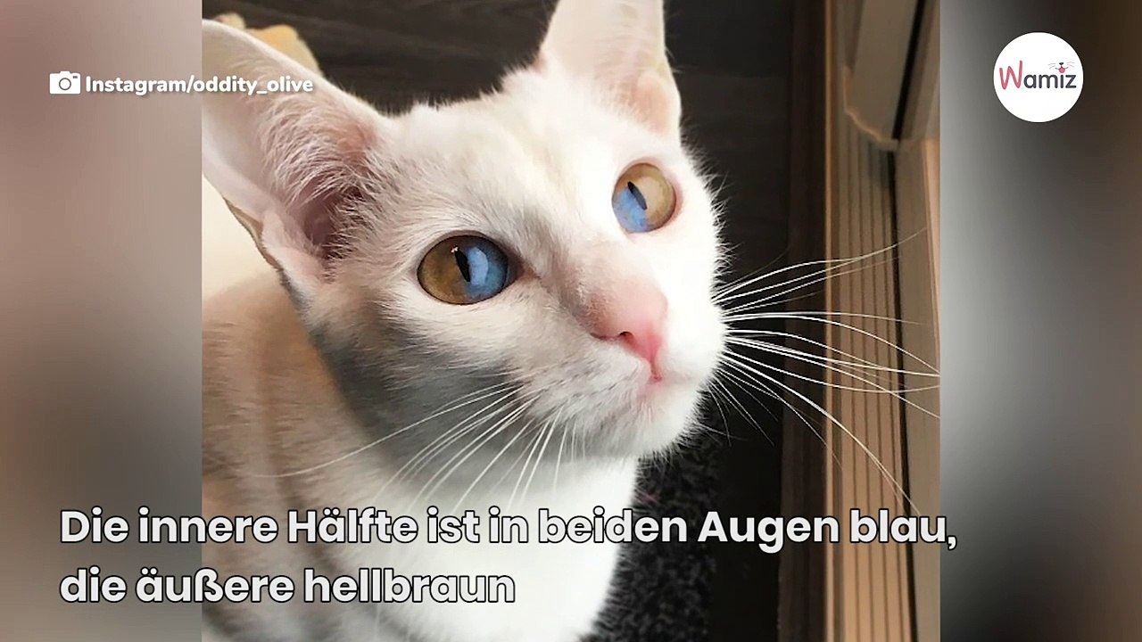 Genetisch sehr selten: Katze hat Augen von einer anderen Welt (Video)