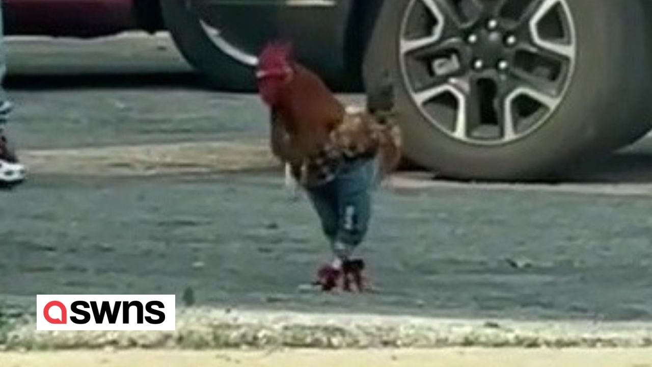 Huhn in jeans auf der straße gesichtet