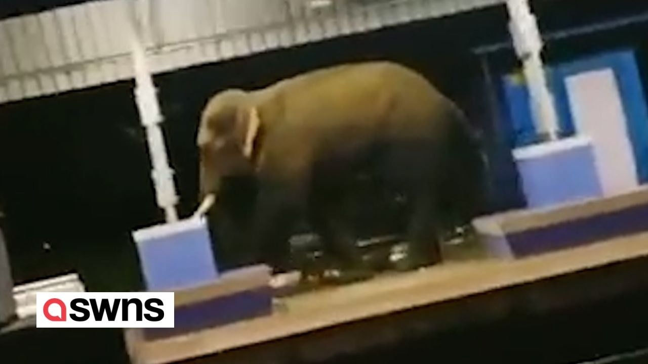 Wilder elefant spaziert durch den bahnhof, nachdem er von seiner herde getrennt wurde
