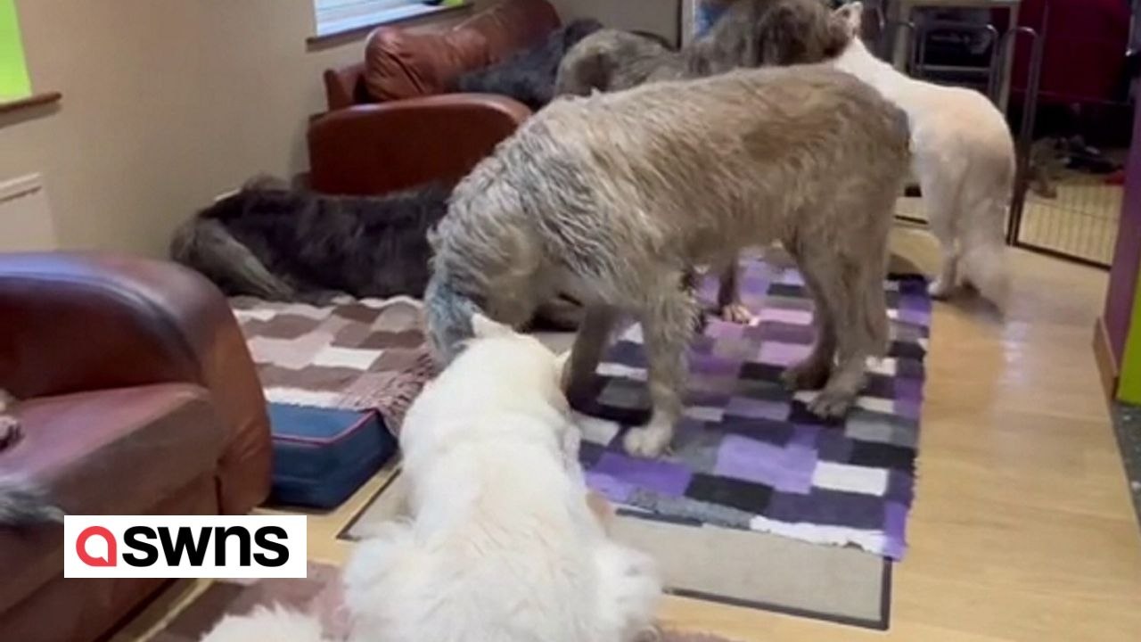 Ein Ehepaar lebt mit 11 irischen Wolfshunden und gibt allein für Hundefutter 15.000 Pfund aus