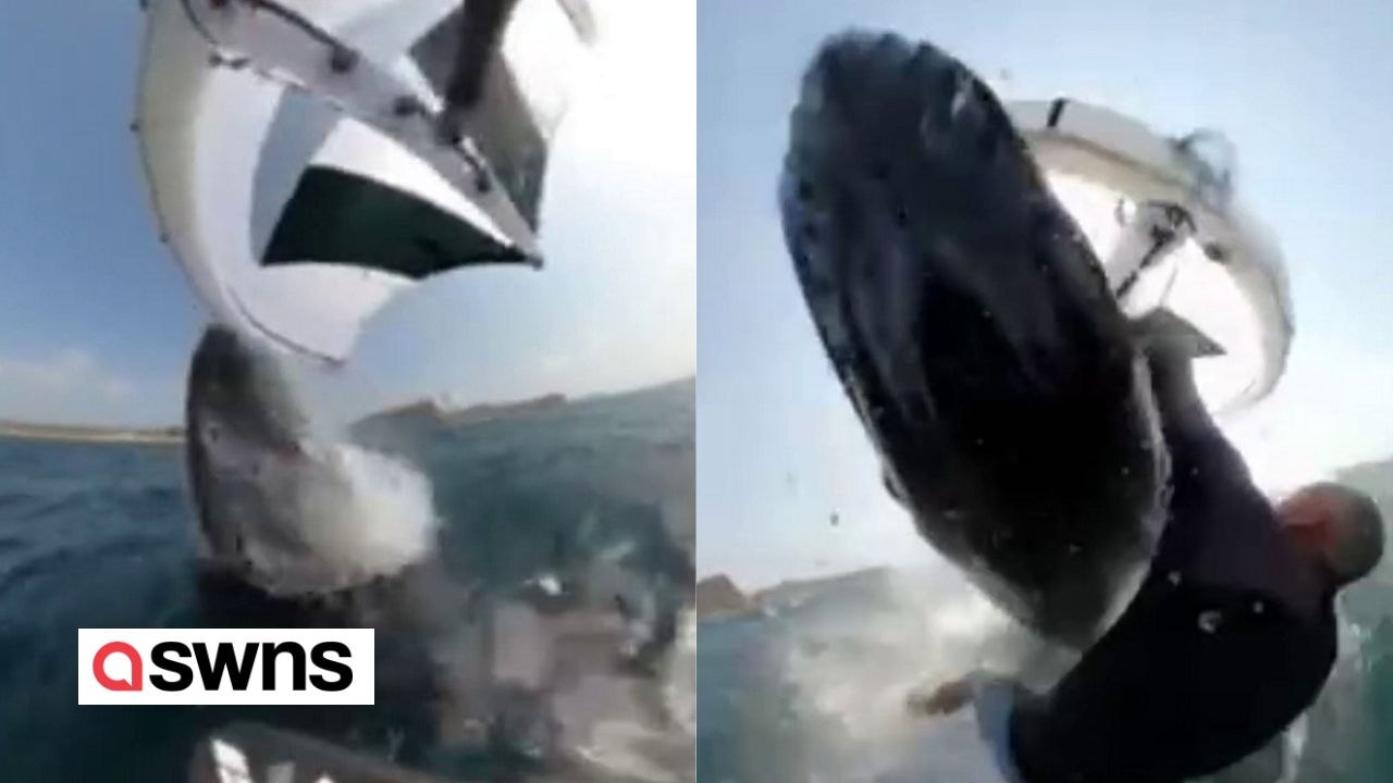 Unglaublicher Moment, in dem ein Windsurfer von einem riesigen Buckelwal angegriffen wird
