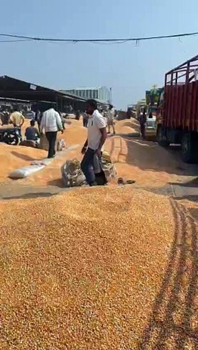 कृषि उपज मंडी कुसमेली में 55 हजार क्विंटल से अधिक आवक हुई।