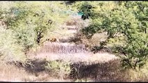 MHTR News:  नहीं मिला बाघ एमटी-5, चंबल के रास्ते की जा रही तलाशी