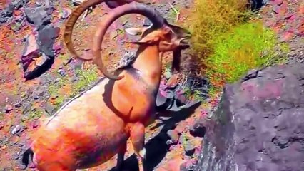 SO BIG MARKHOR IN PAKISTAN  AMAZING VIEW WOW