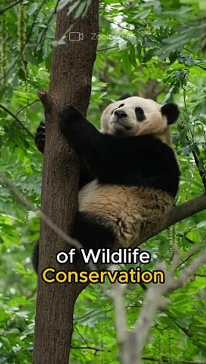 PANDA | Bamboo-eating animals of Chinese origin.