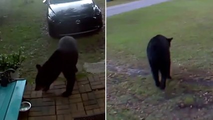 Wild bear searches for cat food at Florida home